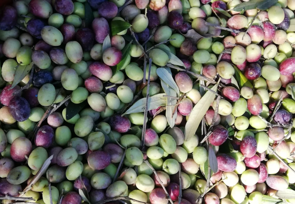 strumenti per raccolta olive