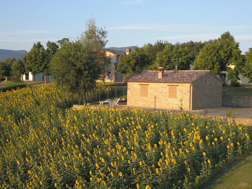 Agriturismo Le Querce - Serra San Quirico - Ancona - Casale Girasoli