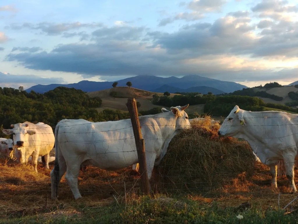 Locanda della Valle Nuova - Fermignano (PU) - Vacche al pascolo