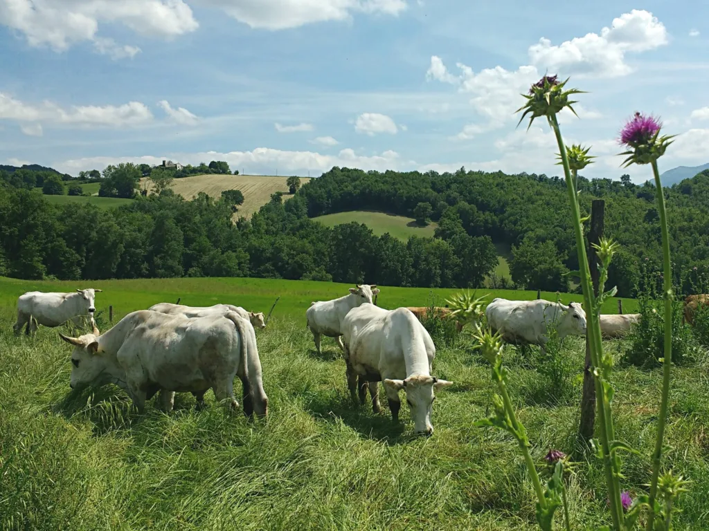 Locanda della Valle Nuova - Fermignano (PU) - Vacche